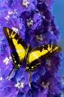 USA-Washington State-Issaquah Butterfly on flowers Art Print